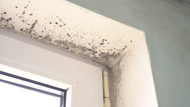 Best Environmental Consulting for Mold Prevention  in Montauk, NY